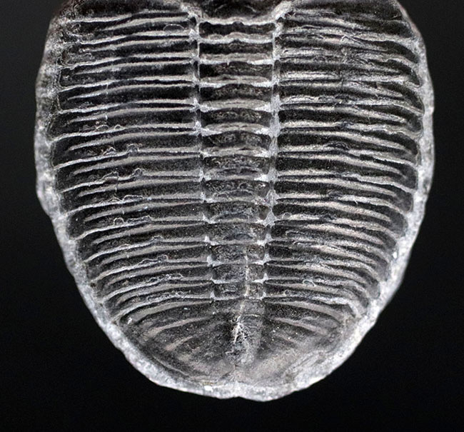 最も原始的な三葉虫の一つ、エルラシア・キンギ（Elrathia Kingi）の