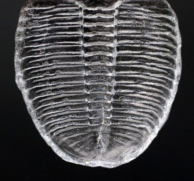 最も原始的な三葉虫の一つ、エルラシア・キンギ（Elrathia Kingi）の良質個体（その3）
