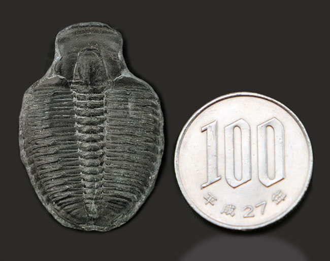最も原始的な三葉虫の一つ、エルラシア・キンギ（Elrathia Kingi）の
