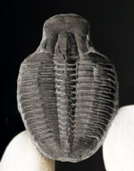 最も原始的な三葉虫の一つ、エルラシア・キンギ（Elrathia Kingi）の良質個体