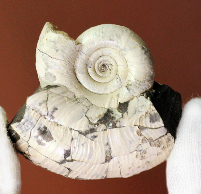 白亜紀カンパニアン期、純白の北海道産アンモナイト、ゴードリセラス・テヌイリラタム(Gaudryceras tenuiliratum)(その1)