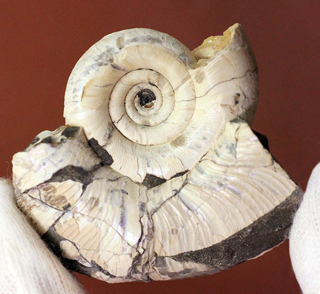 白亜紀カンパニアン期、純白の北海道産アンモナイト、ゴードリセラス・テヌイリラタム（Gaudryceras tenuiliratum）（その3）