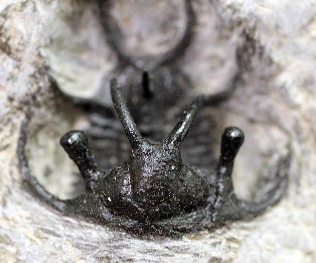人気種!牛の角のようなトゲが特徴的なリカス目の三葉虫セラタルゲス(Ceratarges sp.)(その1)
