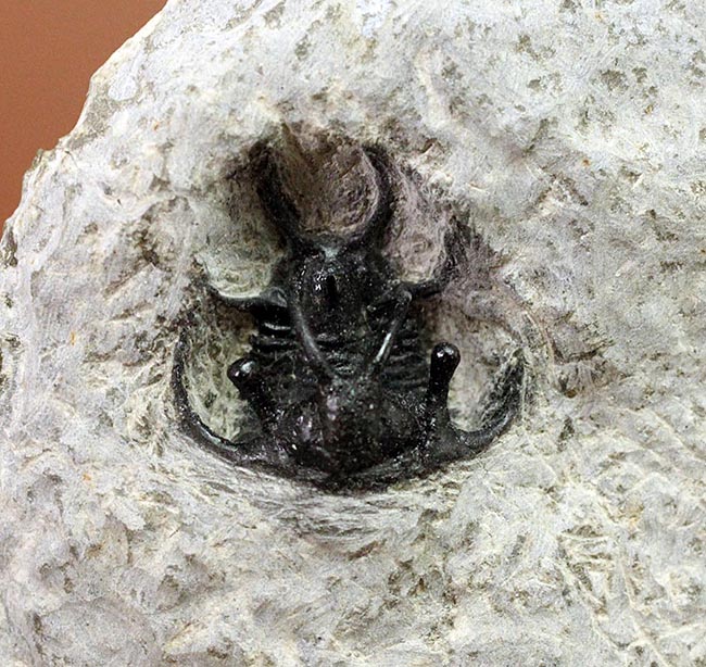人気種!牛の角のようなトゲが特徴的なリカス目の三葉虫セラタルゲス(Ceratarges sp.)(その10)