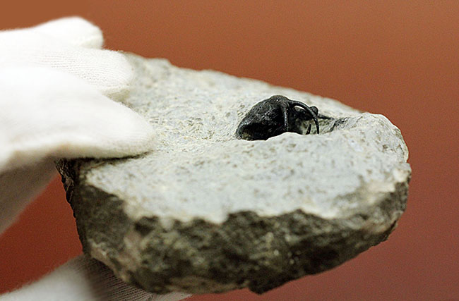 人気種!牛の角のようなトゲが特徴的なリカス目の三葉虫セラタルゲス(Ceratarges sp.)(その11)