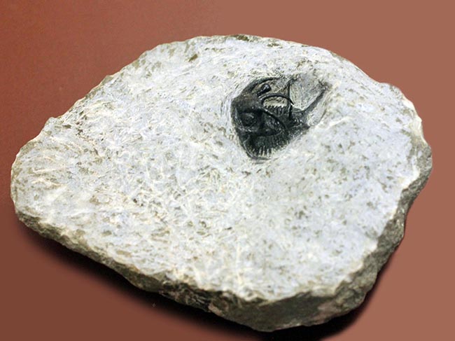 人気種!牛の角のようなトゲが特徴的なリカス目の三葉虫セラタルゲス(Ceratarges sp.)(その12)