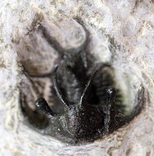 人気種!牛の角のようなトゲが特徴的なリカス目の三葉虫セラタルゲス(Ceratarges sp.)(その13)
