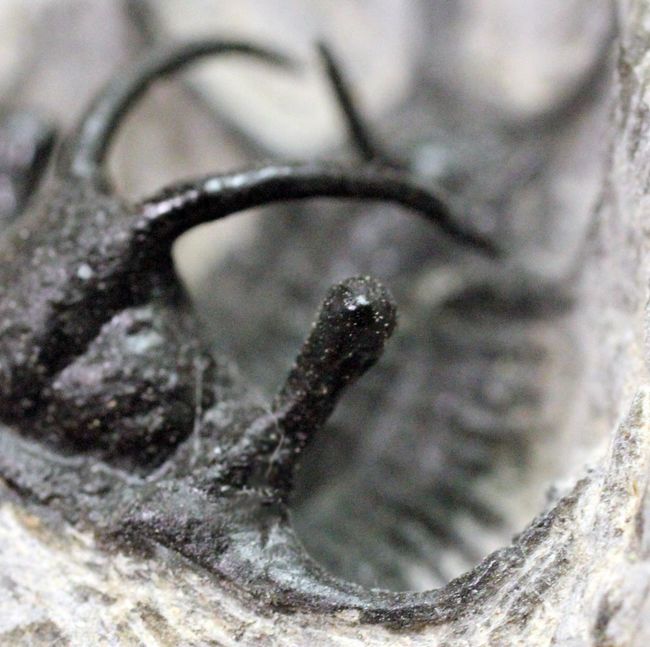 人気種!牛の角のようなトゲが特徴的なリカス目の三葉虫セラタルゲス(Ceratarges sp.)(その15)