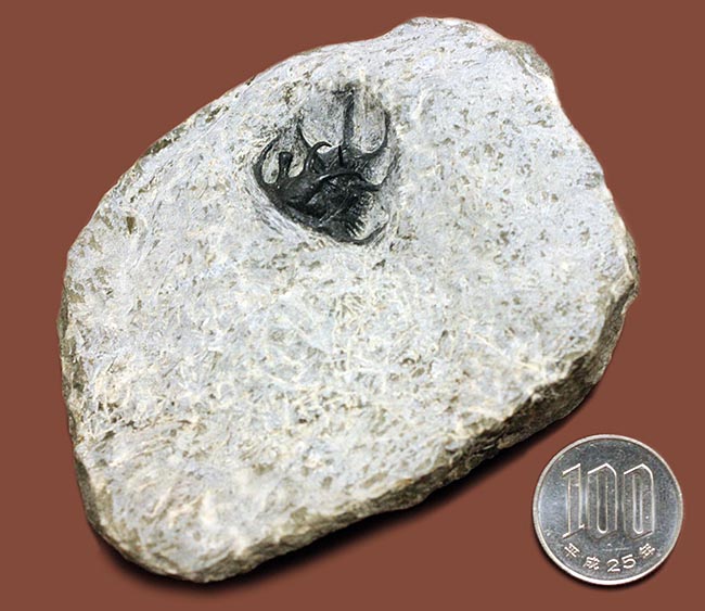 人気種!牛の角のようなトゲが特徴的なリカス目の三葉虫セラタルゲス(Ceratarges sp.)(その16)