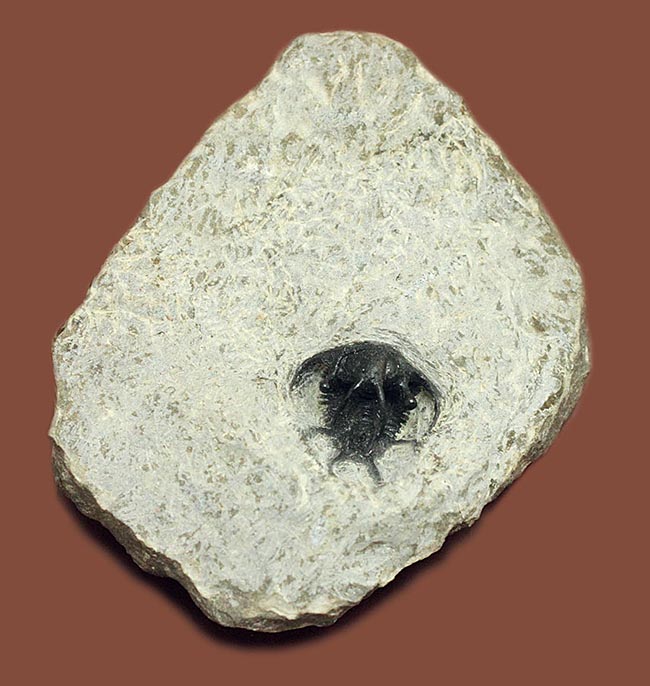 人気種!牛の角のようなトゲが特徴的なリカス目の三葉虫セラタルゲス(Ceratarges sp.)(その2)