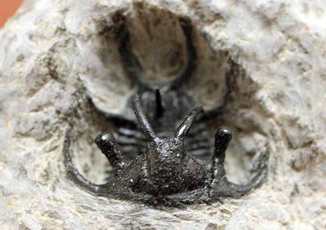 人気種!牛の角のようなトゲが特徴的なリカス目の三葉虫セラタルゲス(Ceratarges sp.)(その3)