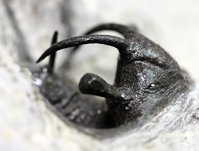 人気種!牛の角のようなトゲが特徴的なリカス目の三葉虫セラタルゲス(Ceratarges sp.)(その4)