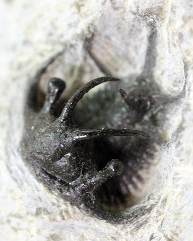 人気種!牛の角のようなトゲが特徴的なリカス目の三葉虫セラタルゲス(Ceratarges sp.)(その6)
