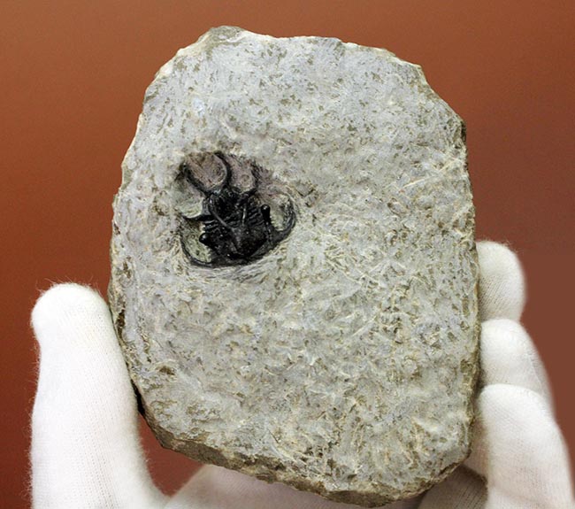 人気種!牛の角のようなトゲが特徴的なリカス目の三葉虫セラタルゲス(Ceratarges sp.)(その7)
