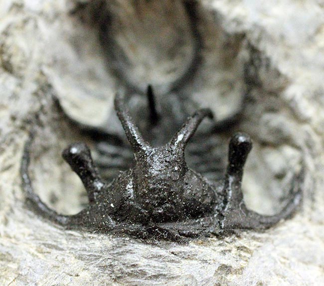 人気種!牛の角のようなトゲが特徴的なリカス目の三葉虫セラタルゲス(Ceratarges sp.)(その8)
