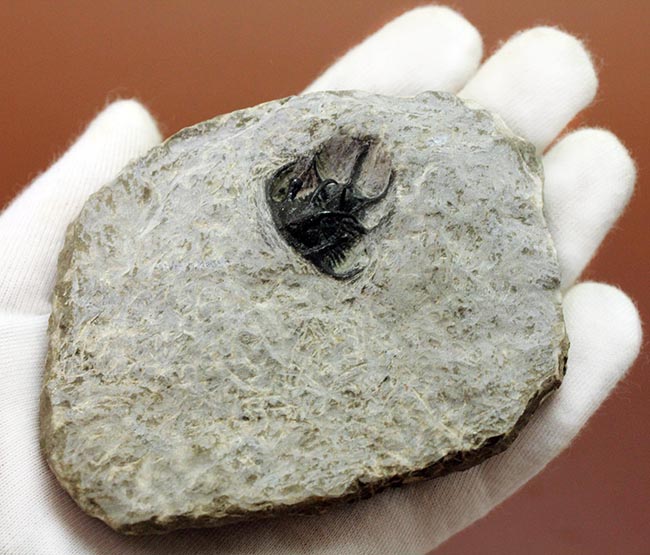 人気種!牛の角のようなトゲが特徴的なリカス目の三葉虫セラタルゲス(Ceratarges sp.)(その9)