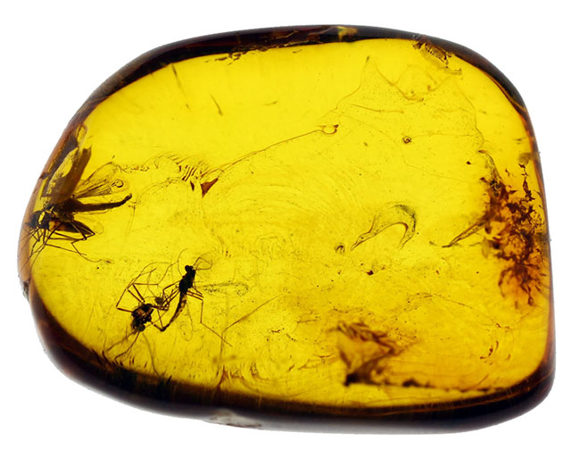 透明度が高く美しい飴色を呈する虫入りのバルティックアンバー（専用