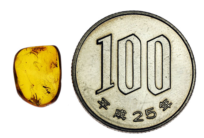 透明度が高く美しい飴色を呈する虫入りのバルティックアンバー(専用ケース付き)。(その7)