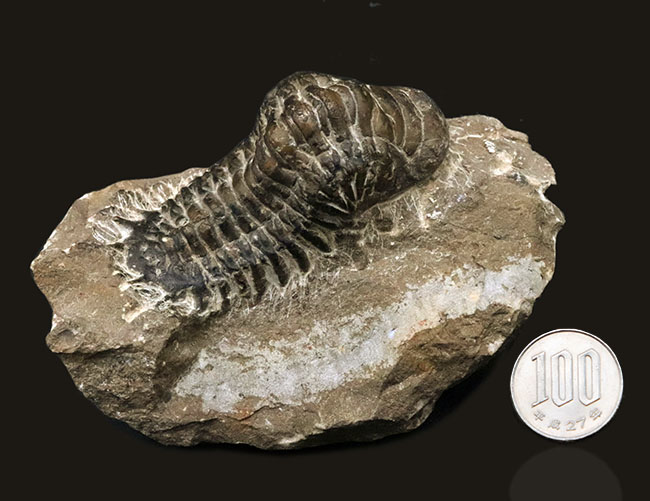 ビッグ！９センチ級！モロッコ産の三葉虫、クロタロセファルス・ギブス（Crotalocephalus gibbus）（その10）