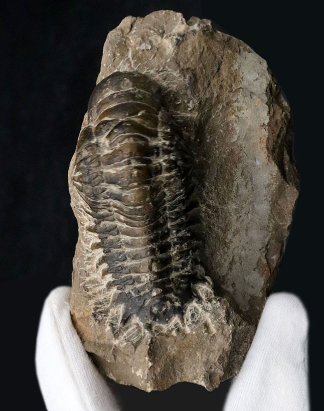 ビッグ！９センチ級！モロッコ産の三葉虫、クロタロセファルス・ギブス（Crotalocephalus gibbus）（その2）