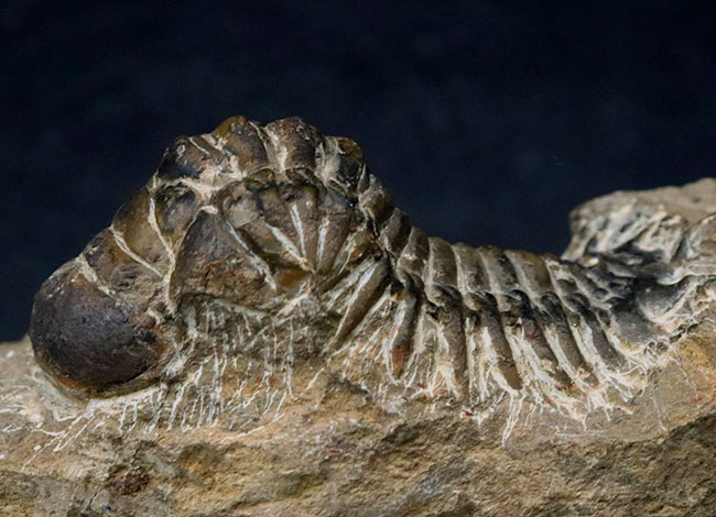 ビッグ！9センチ級！モロッコ産の三葉虫、クロタロセファルス