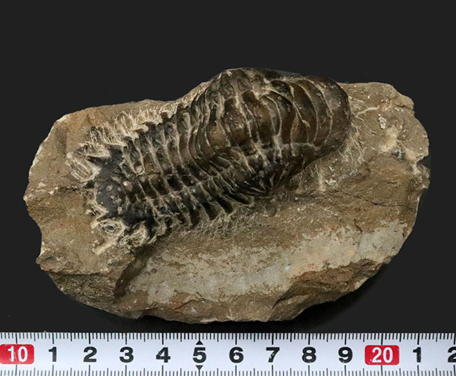 ビッグ！９センチ級！モロッコ産の三葉虫、クロタロセファルス・ギブス（Crotalocephalus gibbus）（その9）