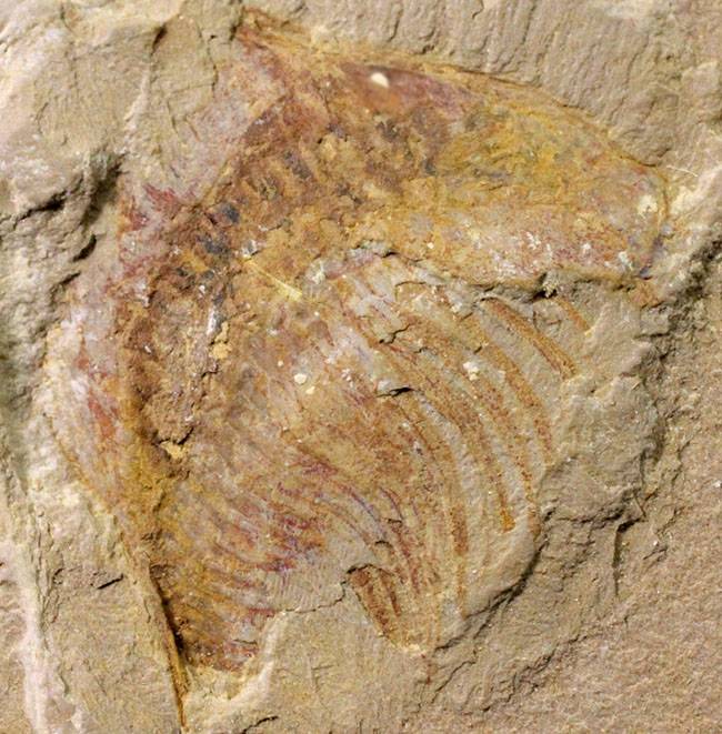 買う なら ☆澄江（チェンジャン）☆カンブリア紀前期約5億年前の化石 