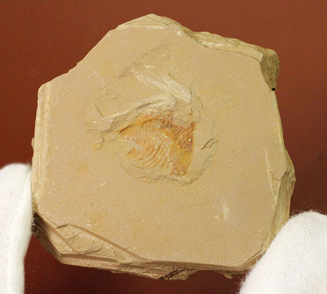 エクストリームレア！オールドコレクション！中国澄江（チェンジャン）産ナラオイア （Naraoia sp.）の化石（その2）
