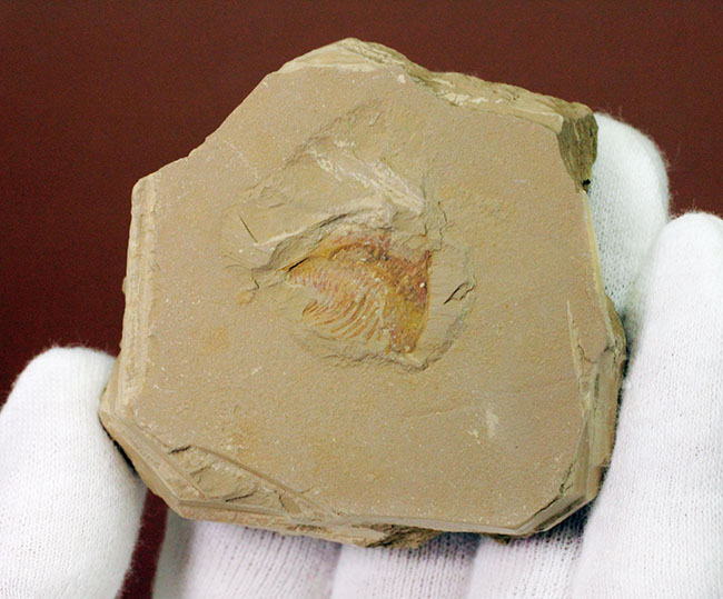 エクストリームレア！オールドコレクション！中国澄江（チェンジャン）産ナラオイア （Naraoia sp.）の化石（その5）