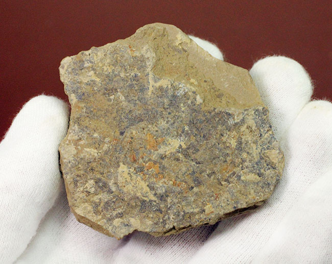 ※超稀少謎個体 Chancelloria 化石 カンセロリア 澄江動物群 超稀少謎個体 Chancelloria 化石 カンセロリア 澄江動物群
