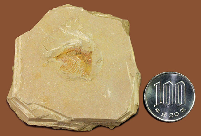 エクストリームレア！オールドコレクション！中国澄江（チェンジャン）産ナラオイア （Naraoia sp.）の化石（その8）
