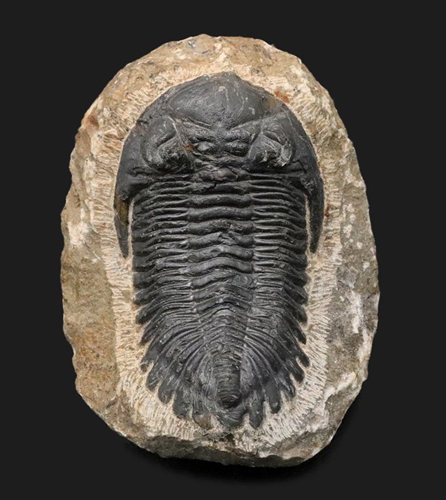 典型的!モロッコ産のデボン紀の三葉虫、メタカンティナ(Metacanthina)の化石(その1)