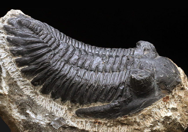 典型的!モロッコ産のデボン紀の三葉虫、メタカンティナ(Metacanthina)の化石(その2)