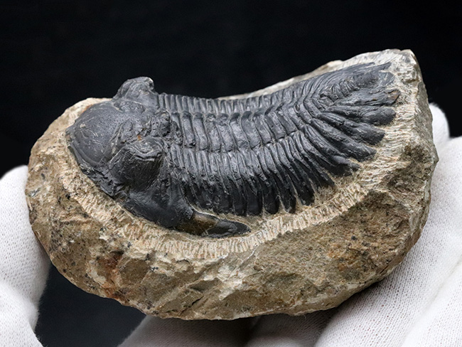 典型的！モロッコ産のデボン紀の三葉虫、メタカンティナ（Metacanthina）の化石（その3）