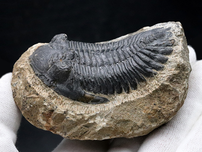 典型的!モロッコ産のデボン紀の三葉虫、メタカンティナ(Metacanthina)の化石(その3)