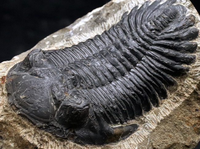 典型的!モロッコ産のデボン紀の三葉虫、メタカンティナ(Metacanthina)の化石(その4)