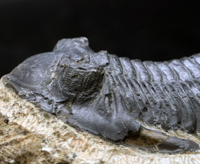 典型的!モロッコ産のデボン紀の三葉虫、メタカンティナ(Metacanthina)の化石(その5)