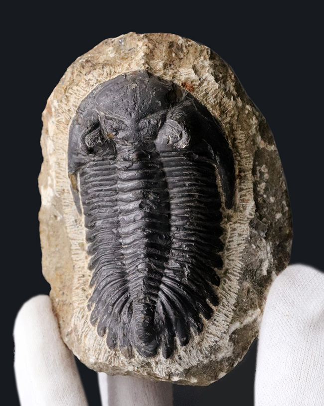 典型的！モロッコ産のデボン紀の三葉虫、メタカンティナ（Metacanthina）の化石（その6）