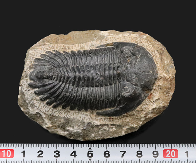 典型的！モロッコ産のデボン紀の三葉虫、メタカンティナ（Metacanthina）の化石（その8）