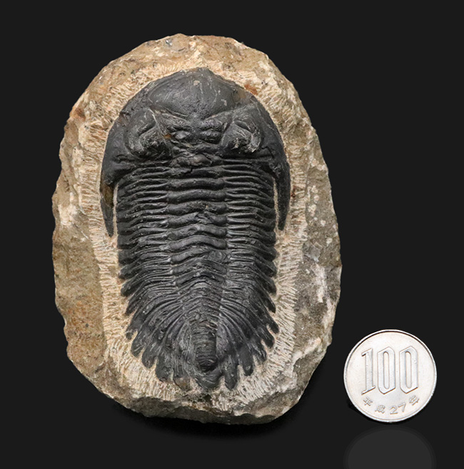 典型的！モロッコ産のデボン紀の三葉虫、メタカンティナ（Metacanthina）の化石（その9）