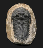 典型的！モロッコ産のデボン紀の三葉虫、メタカンティナ（Metacanthina）の化石