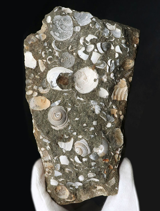国産標本、砂浜の一部が化石化したような面白い二枚貝、巻き貝の群集化石（その1）