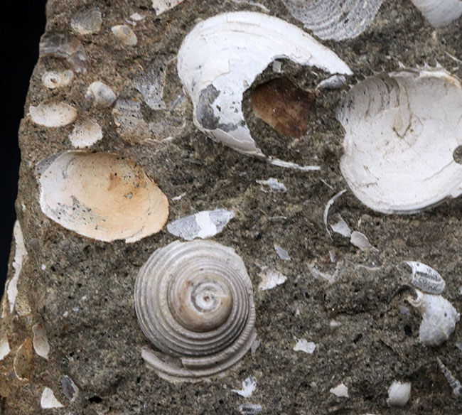 国産標本、砂浜の一部が化石化したような面白い二枚貝、巻き貝の群集化石（その2）