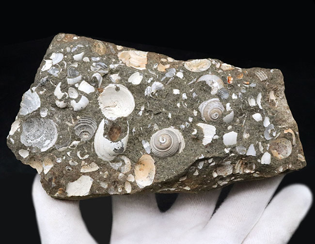国産標本、砂浜の一部が化石化したような面白い二枚貝、巻き貝の群集化石（その3）