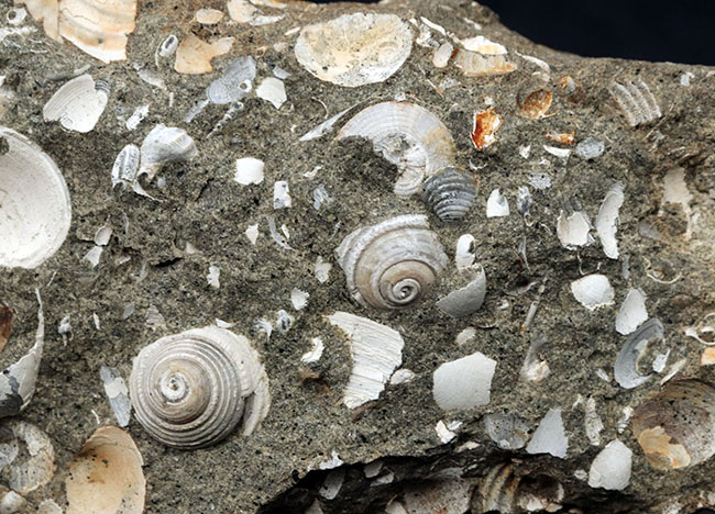 国産標本、砂浜の一部が化石化したような面白い二枚貝、巻き貝の群集化石（その4）