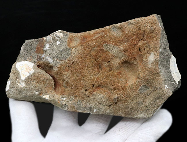 国産標本、砂浜の一部が化石化したような面白い二枚貝、巻き貝の群集化石（その5）