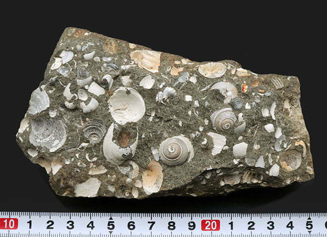 国産標本、砂浜の一部が化石化したような面白い二枚貝、巻き貝の群集化石（その7）