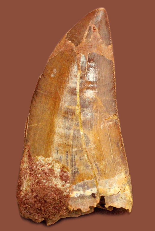 大きい、立派！これぞカルカロドントサウルスの歯化石！いかにも典型的なステーキナイフのような形状。専用ケース付き。（その1）