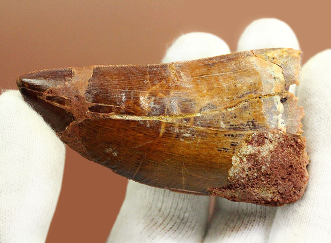 大きい、立派！これぞカルカロドントサウルスの歯化石！いかにも