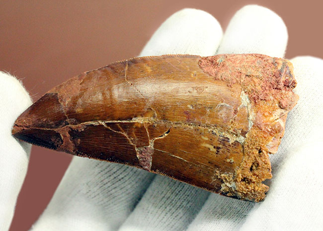 大きい、立派!これぞカルカロドントサウルスの歯化石!いかにも典型的なステーキナイフのような形状。専用ケース付き。(その7)